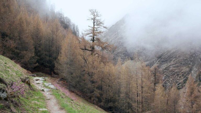 What Is Cricbet99 Green L Version?